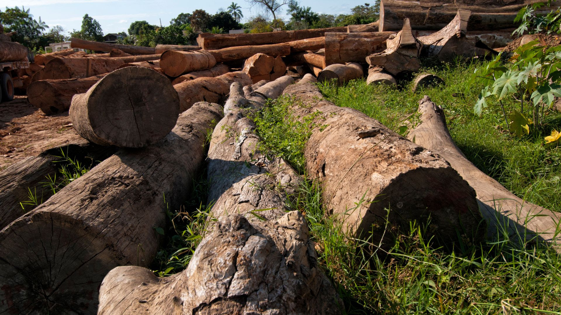 Colniza registra maior área contínua desmatada na Amazônia em 2022 :  Instituto Centro de Vida