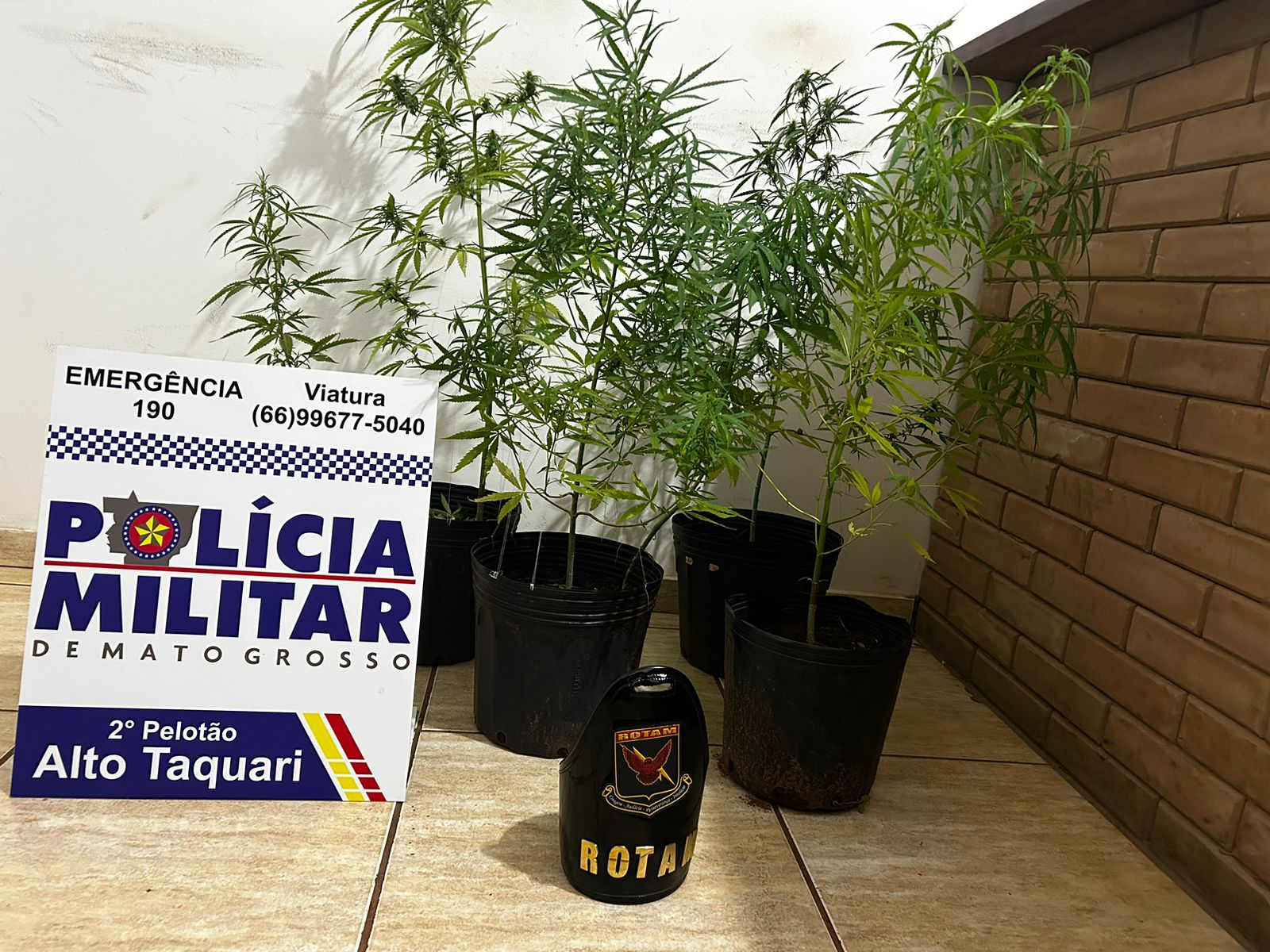 Rotam prende três homens por tráfico e apreende pés de maconha em Alto Taquari