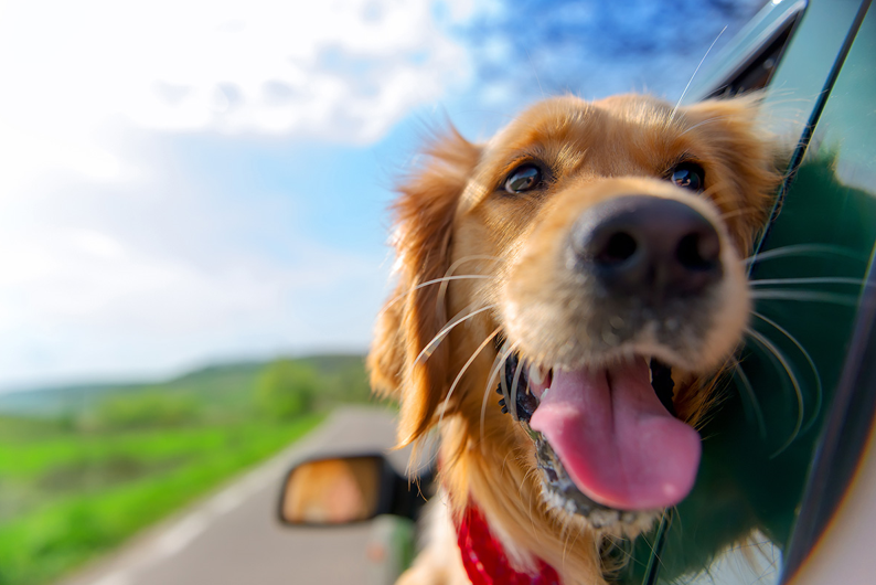 Viagens com os pets: Como garantir o bem-estar dos companheiros peludos