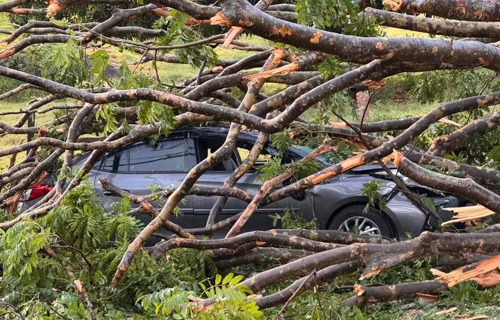 Morador que morreu atingido por árvore durante chuva desceu do carro para abrir portão automático: ‘Estava sem energia’