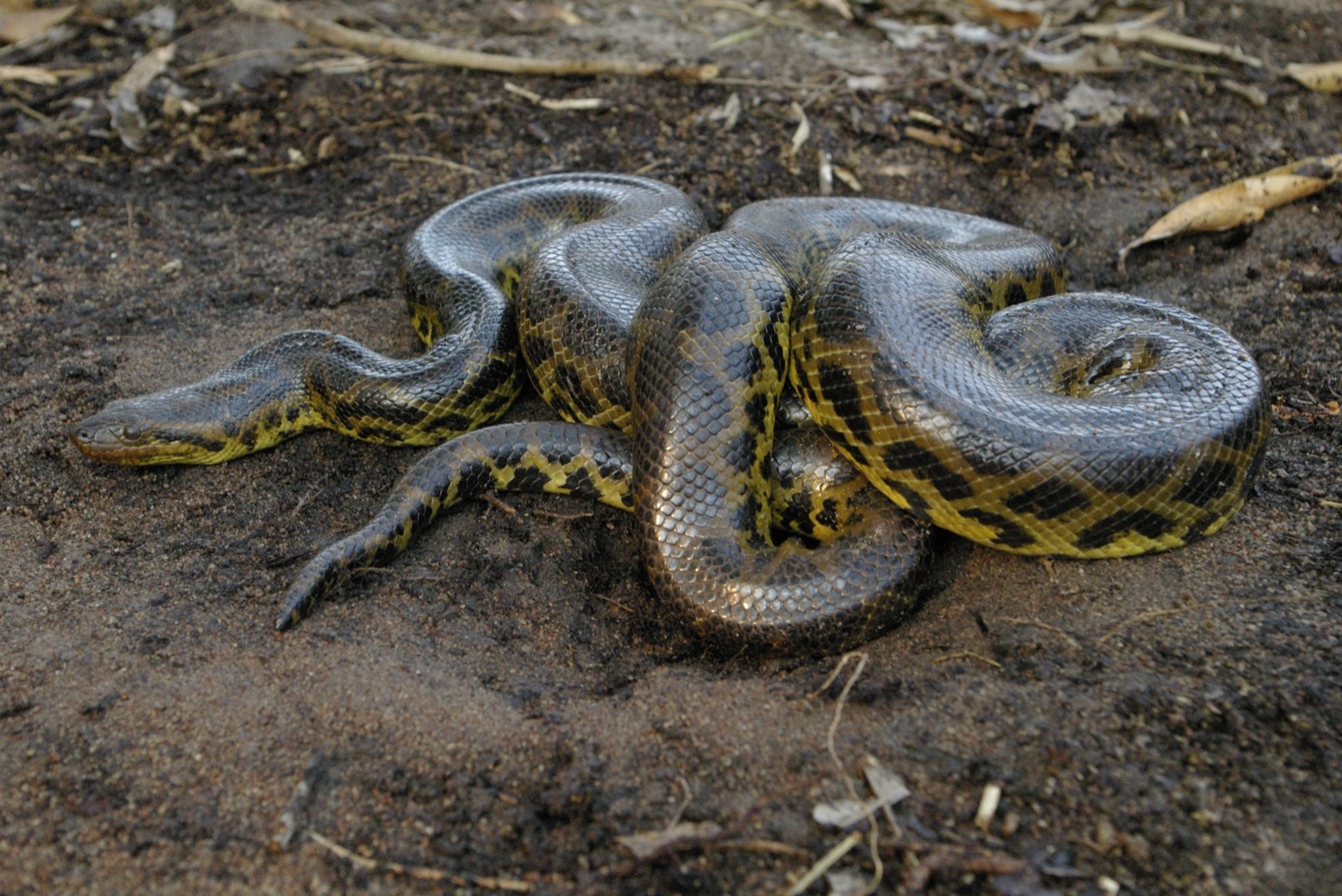 Estudo internacional publicado na Science, com participação de pesquisador da UnB, revela que velocidade evolutiva é o segredo do sucesso das serpentes