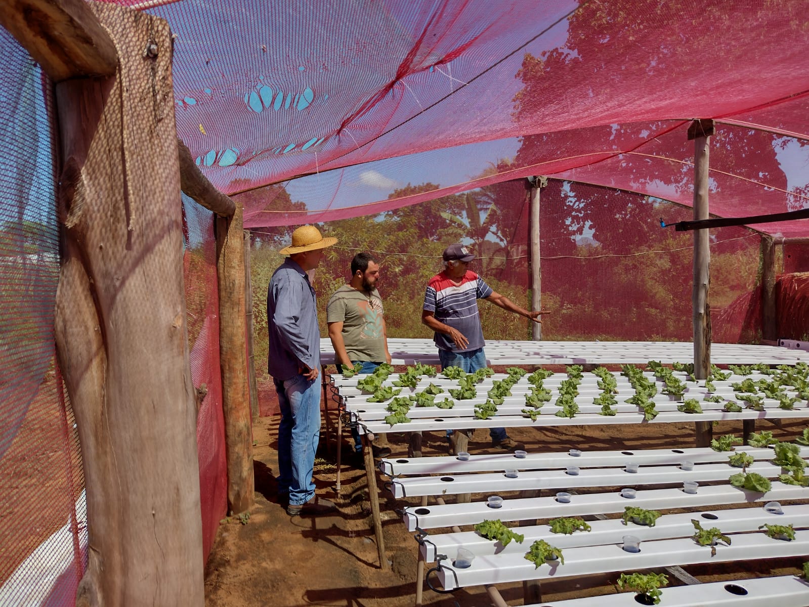 Entrega de mudas de hortaliças beneficia pequenos produtores em Rondonópolis
