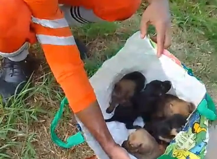 Rondonópolis | Equipe de limpeza salva cinco filhotes de cães jogados no lixo
