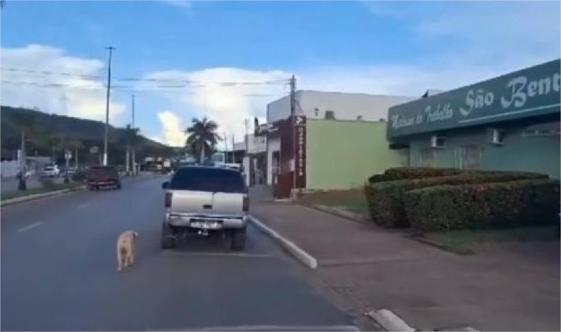 Idoso é preso após dirigir com cão amarrado na traseira de caminhonete