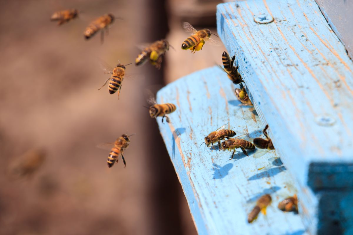 Para proteger abelhas, Colmeia Viva® oferece assistência técnica e especializada via 0800