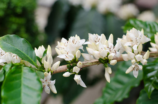 Você sabia que a flor do café tem aroma especial e é usada em produtos de consumo?