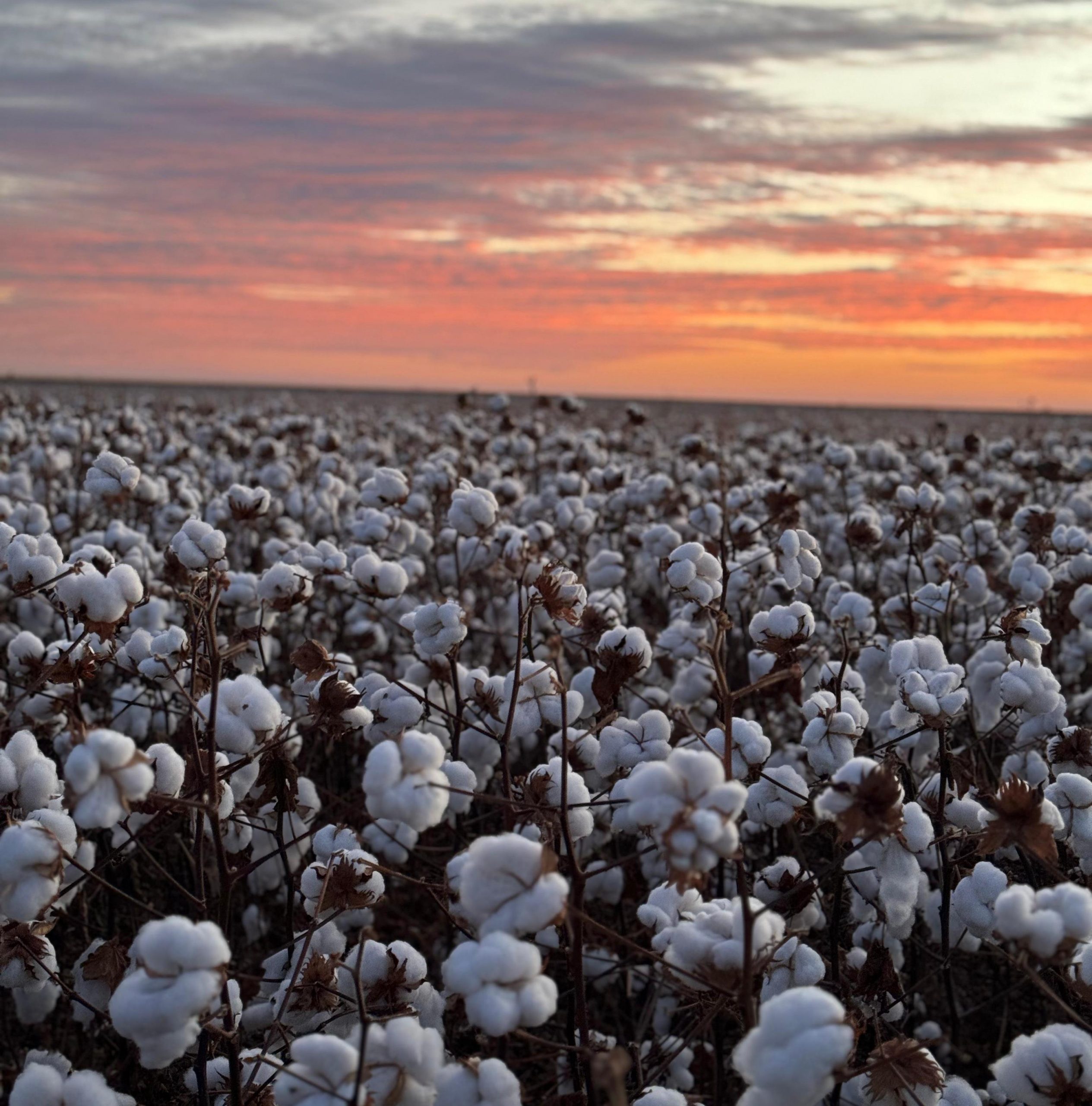 Diversidade de biotecnologias, homenagens e inovação serão destaques da Girassol Agrícola no 14º CBA