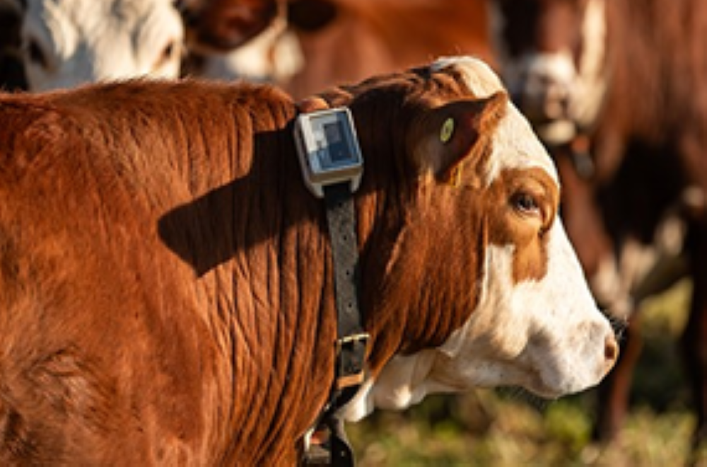 Furto e roubo de gado no país exigem ação enérgica das autoridades de segurança e uso de tecnologias de monitoramento dos animais pelos pecuaristas 