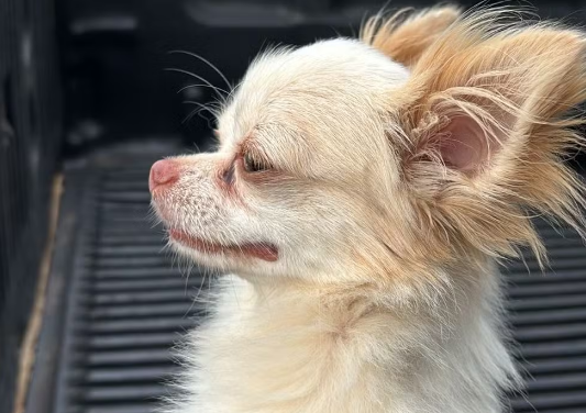 Rondonópolis | Tutora reconhece cão furtado há um ano em postagem na internet e aciona polícia para resgatar animal