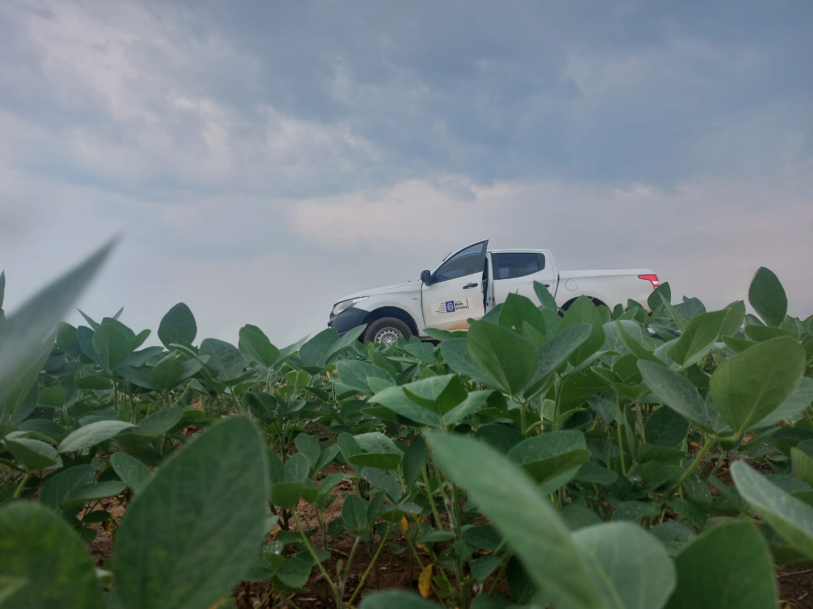 Prazo para plantio de soja em Mato Grosso termina no dia 07 de janeiro