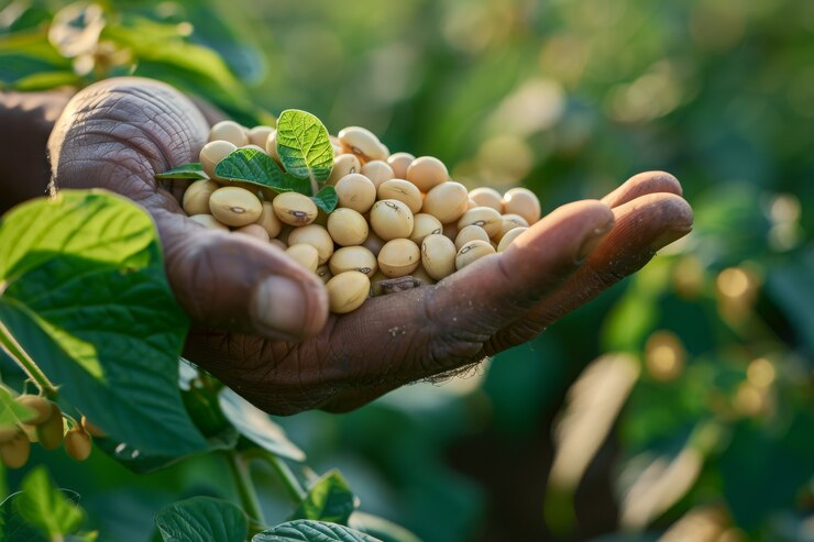 Soja de Baixo Carbono: Uma Iniciativa Sustentável