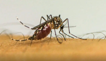 SES alerta população sobre importância da prevenção e combate ao mosquito Aedes aegypti