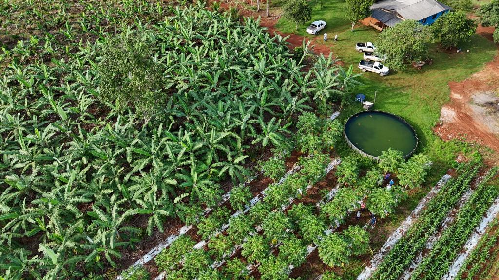 Projeto lança cartilha sobre produção sustentável de cacau em Mato Grosso